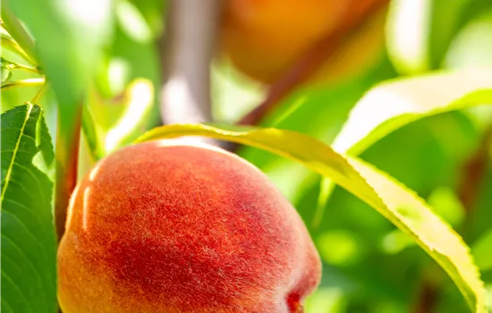 Prunus persica 'Früher Alexander'