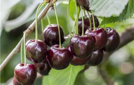 Prunus avium 'Regina'