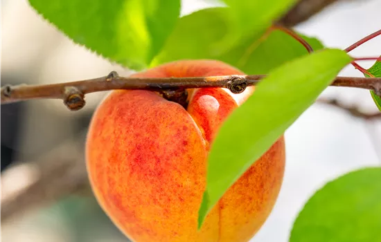 Prunus 'Royal' Königsaprikose