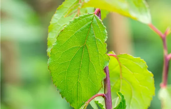 Prunus mume 'Beni-chi-dori' 