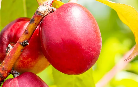 Prunus persica 'Nectared 4'