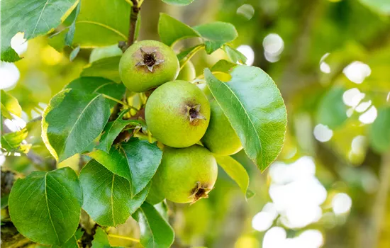Pyrus 'Büschelibirne'