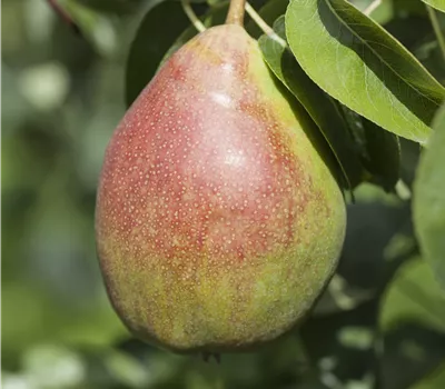 Pyrus 'Clapps Liebling' Pyrus 'Clapps Liebling'