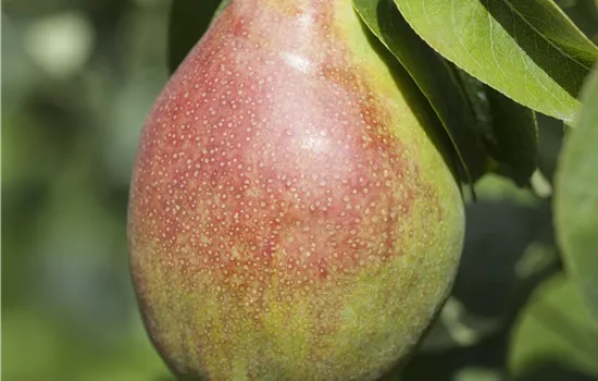 Pyrus 'Clapps Liebling'