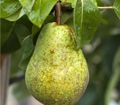 Pyrus communis 'Williams Christbirne' Pyrus communis 'Williams Christbirne'