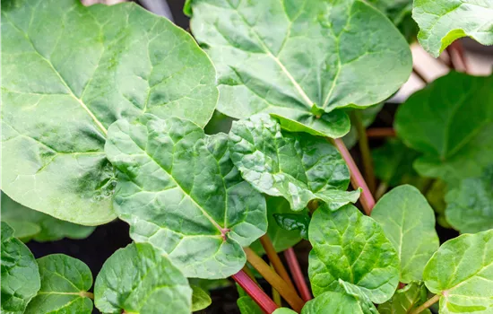 Rheum 'Frambozen Rood'