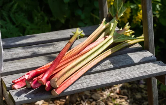 Rheum 'Fultons Strawberry'