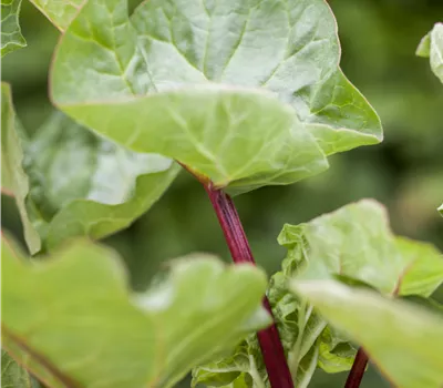 Rheum 'Holsteiner Blut' Rheum 'Holsteiner Blut'