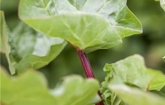 Rheum 'Holstein Blut'