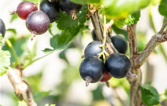Ribes 'Jostabeere' 