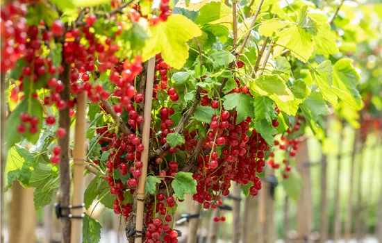 Ribes rubrum 'Rovada'