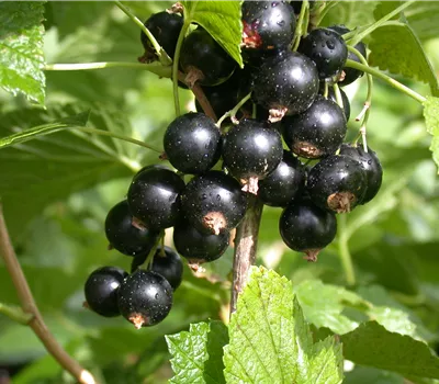 Ribes nigrum 'Titania' Ribes nigrum 'Titania'