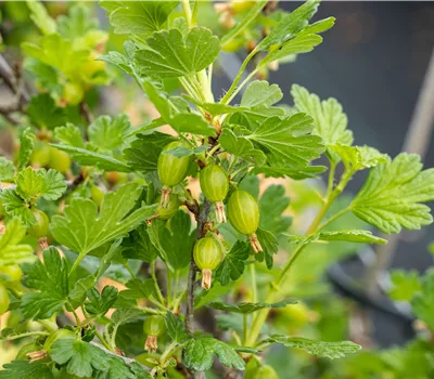 Ribes 'Hinnonmäki Grün' Ribes 'Hinnonmäki Grün'