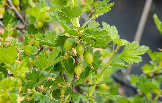Ribes 'Hinnonmäki Grün' 