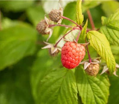 Rubus idaeus 'Autumn Bliss' Rubus idaeus 'Autumn Bliss'
