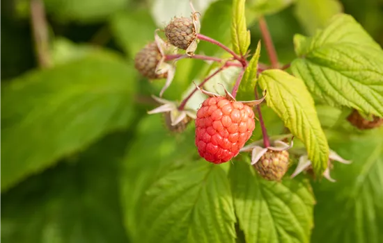 Rubus idaeus 'Autumn Bliss'