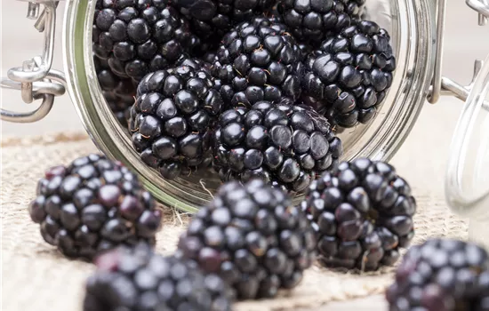 Rubus 'Coolaris Patio Black'