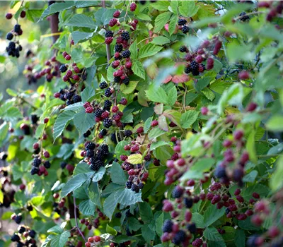 Rubus fruticosus 'Loch Ness' Rubus fruticosus 'Loch Ness'