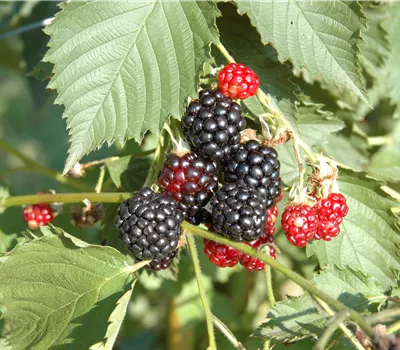 Rubus fruticosus 'Navaho' Rubus fruticosus 'Navaho'
