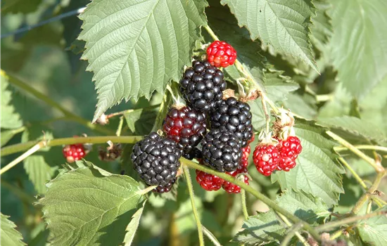 Rubus fruticosus 'Navaho'