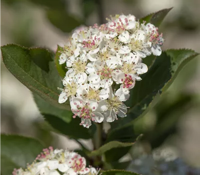 Aronia arbutifolia 'Brilliant' Aronia arbutifolia 'Brilliant'