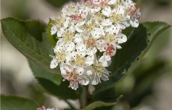Aronia arbutifolia 'Brilliant' 