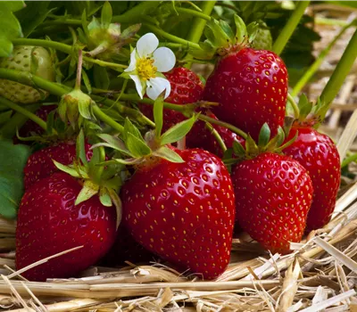 Fragaria vesca 'Ostara' Fragaria vesca 'Ostara'