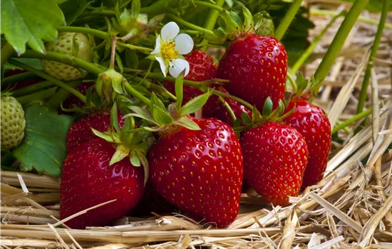 Fragaria vesca 'Ostara' 