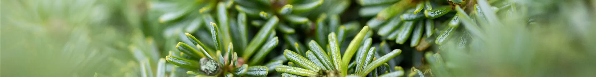 Abies koreana 'Brillant'