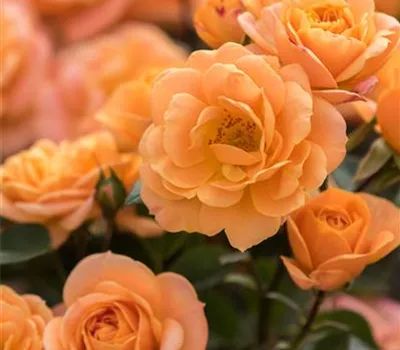 Apricot Clementine ® Apricot Clementine ®