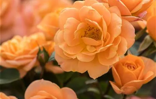 Apricot Clementine ®