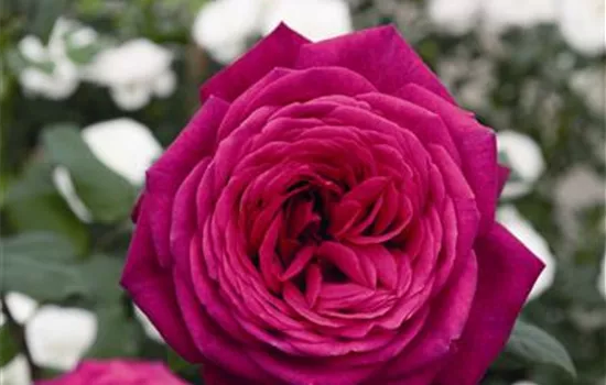 Goethe-Rose ®