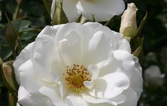 Schneewittchen (Iceberg) ®