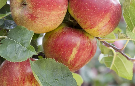 Malus 'Schöner von Boskoop'