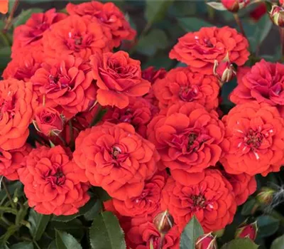 Orange Babyflor ® Orange Babyflor ®