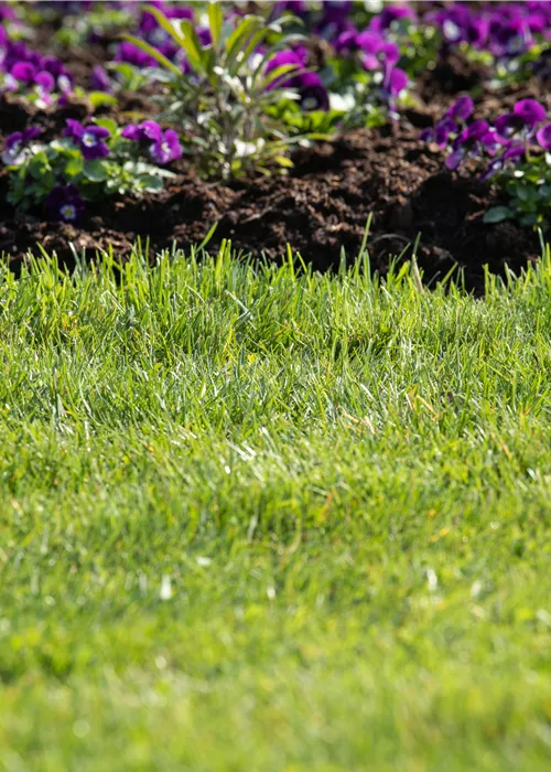 Conseil en gazon avec l'entreprise Eric Schweizer