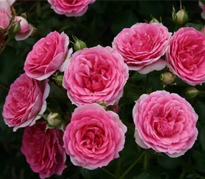 Amica ® Amica ®