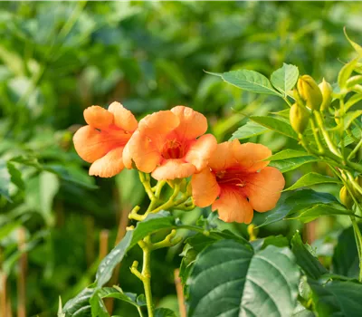 Campsis tagliabuana 'Indian Summer' Campsis tagliabuana 'Indian Summer'