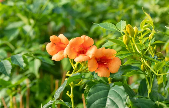 Campsis tagliabuana 'Indian Summer'