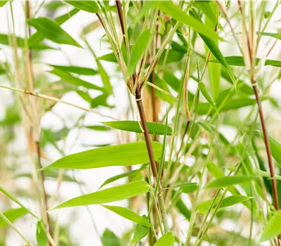 Fargesia nitida 'Obelisk' Fargesia nitida 'Obelisk'