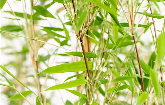 Fargesia nitida 'Obelisk'