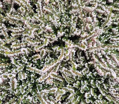 Erica carnea 'Weiss' Erica carnea 'Weiss'