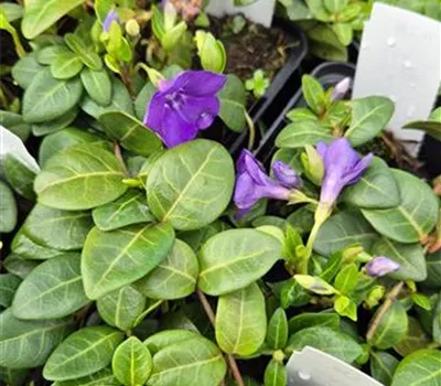 Vinca minor 'Blau' Vinca minor 'Blau'