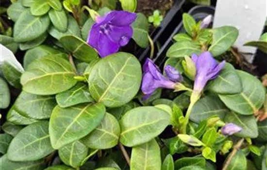 Vinca minor 'Blau'