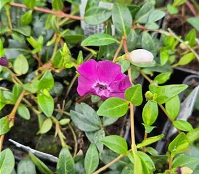Vinca minor 'Rot' Vinca minor 'Rot'