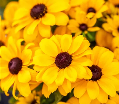 Rudbeckia hirta 'Rudy Mini Yellow' Rudbeckia hirta 'Rudy Mini Yellow'