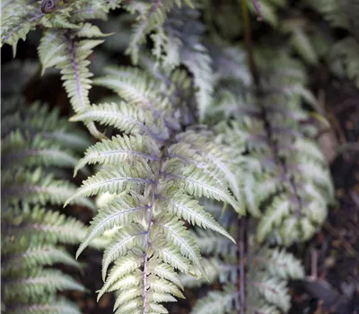 Athyrium niponicum 'Metallicum' Athyrium niponicum 'Metallicum'