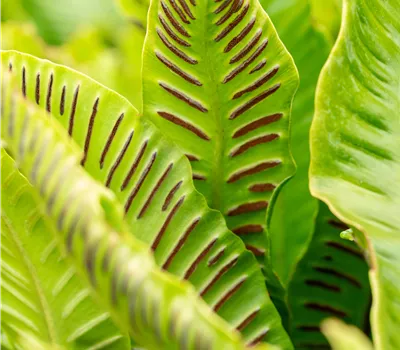 Asplenium scolopendrium (Phyllitis) Asplenium scolopendrium (Phyllitis)
