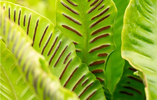 Asplenium scolopendrium (Phyllitis)