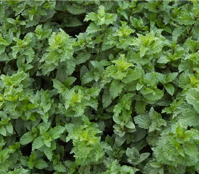 Mentha spicata 'Crispa' Mentha spicata 'Crispa'
